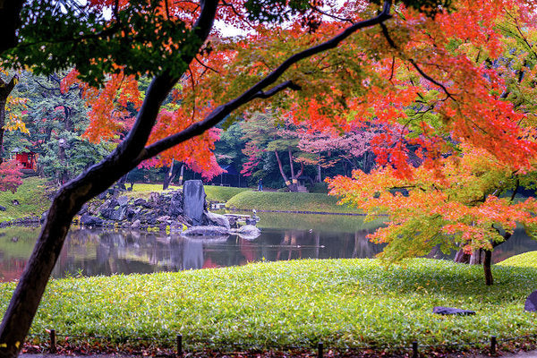 Shinjuku Gyoen - Art Print