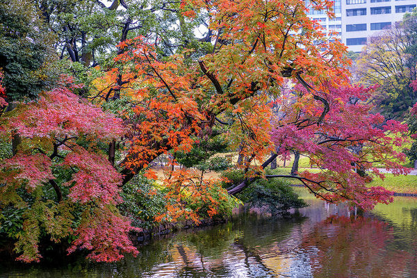 Shinjuku Gyoen