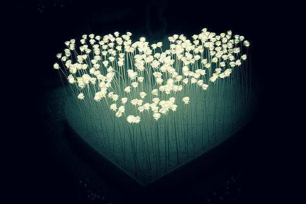 Heart Illuminated