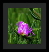 Load image into Gallery viewer, Purple Dew
