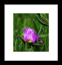 Load image into Gallery viewer, Purple Dew
