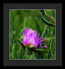 Load image into Gallery viewer, Purple Dew
