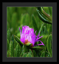 Load image into Gallery viewer, Purple Dew
