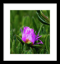 Load image into Gallery viewer, Purple Dew
