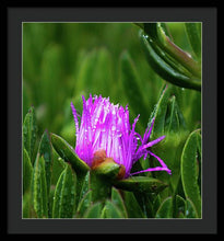 Load image into Gallery viewer, Purple Dew
