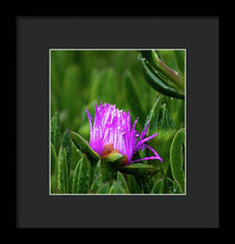 Load image into Gallery viewer, Purple Dew
