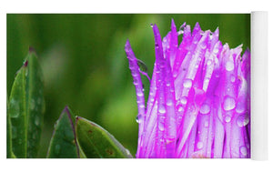 Purple Dew