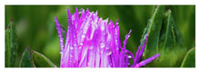 Load image into Gallery viewer, Purple Dew
