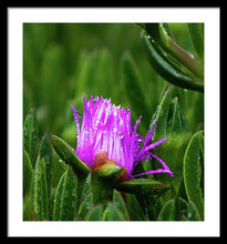 Load image into Gallery viewer, Purple Dew
