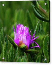 Load image into Gallery viewer, Purple Dew
