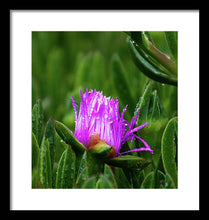 Load image into Gallery viewer, Purple Dew
