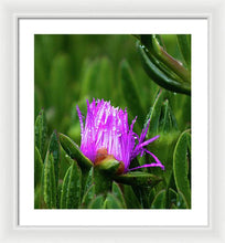 Load image into Gallery viewer, Purple Dew
