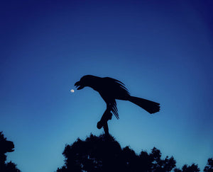 Raven and the moon